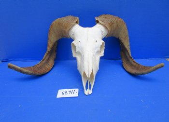 African Merino Sheep/Ram Skull with 25 inches - Buy this one for $154.99