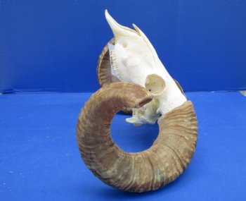 African Merino Sheep/Ram Skull with 25 inches - Buy this one for $154.99