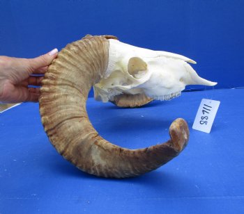 African Merino Sheep/Ram Skull with 25 inches - Buy this one for $154.99