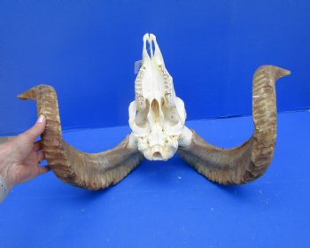 African Merino Sheep/Ram Skull with 25 inches - Buy this one for $154.99