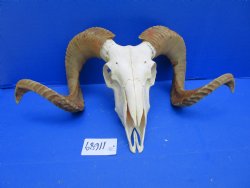 African Merino Sheep/Ram Skull with 27 and 27-1/2 inches - Buy this one for $159.99