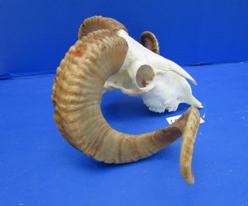 African Merino Sheep/Ram Skull with 27 and 27-1/2 inches - Buy this one for $159.99