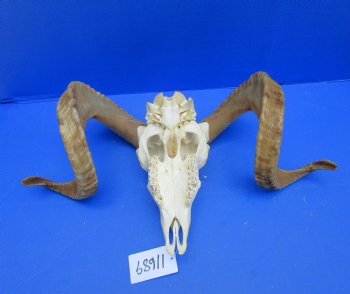 African Merino Sheep/Ram Skull with 27 and 27-1/2 inches - Buy this one for $159.99