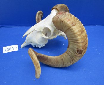 African Merino Sheep/Ram Skull with 27 and 27-1/2 inches - Buy this one for $159.99