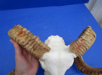 African Merino Sheep/Ram Skull with 27 and 27-1/2 inches - Buy this one for $159.99