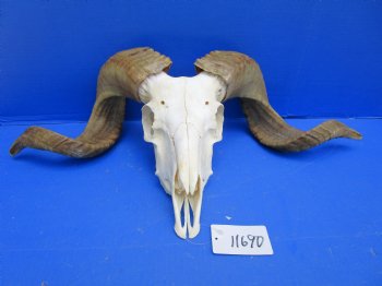 African Merino Sheep/Ram Skull with 22 and 23 inches - Buy this one for $159.99