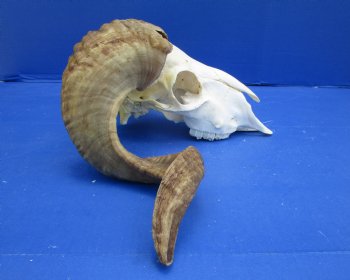 African Merino Sheep/Ram Skull with 22 and 23 inches - Buy this one for $159.99