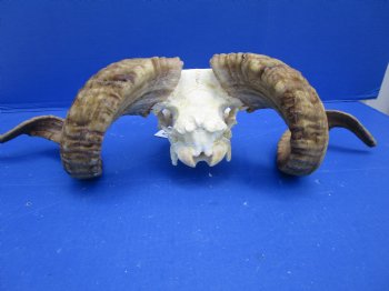 African Merino Sheep/Ram Skull with 22 and 23 inches - Buy this one for $159.99