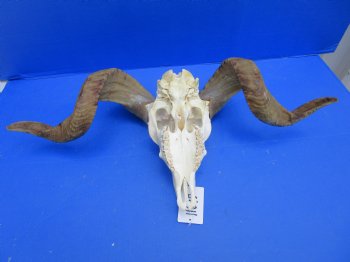 African Merino Sheep/Ram Skull with 22 and 23 inches - Buy this one for $159.99