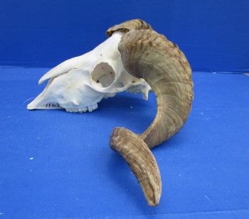African Merino Sheep/Ram Skull with 22 and 23 inches - Buy this one for $159.99