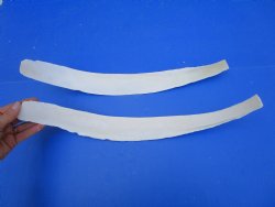 Two Water Buffalo Rib Bones for Bone Crafts, 18-1/2 and 19-1/2 inches - Buy these for $15 each