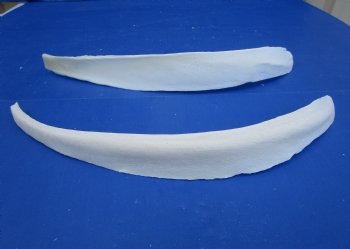 Two Water Buffalo Rib Bones for Bone Crafts, 18-1/2 and 19-1/2 inches - Buy these for $15 each
