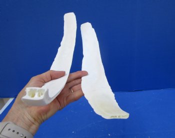 Two Water Buffalo Rib Bones for Bone Crafts, 18-1/2 and 19-1/2 inches - Buy these for $15 each
