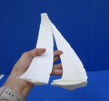 Two Water Buffalo Rib Bones for Bone Crafts, 18-1/2 and 19-1/2 inches - Buy these for $15 each