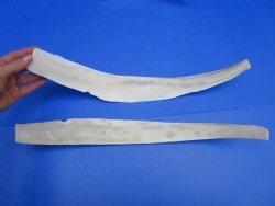 Two Real Water Buffalo Rib Bones for Bone Crafts, 19-1/4 and 19-1/2 inches - Buy these for $15 each