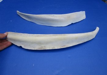 Two Real Water Buffalo Rib Bones for Bone Crafts, 19-1/4 and 19-1/2 inches - Buy these for $15 each