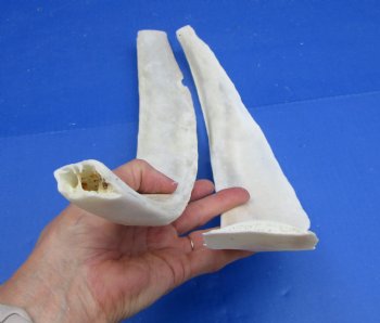 Two Real Water Buffalo Rib Bones for Bone Crafts, 19-1/4 and 19-1/2 inches - Buy these for $15 each