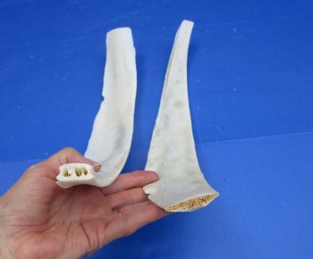 Two Real Water Buffalo Rib Bones for Bone Crafts, 19-1/4 and 19-1/2 inches - Buy these for $15 each
