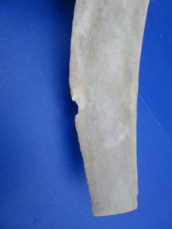 Two Real Water Buffalo Rib Bones for Bone Crafts, 19-1/4 and 19-1/2 inches - Buy these for $15 each