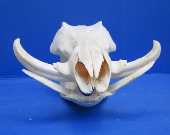 13 inches Authentic African Warthog Skull with 5-1/2 inches Tusks for $124.99