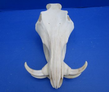 13 inches Authentic African Warthog Skull with 5-1/2 inches Tusks for $124.99