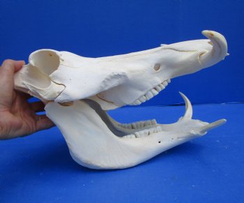13 inches Authentic African Warthog Skull with 5-1/2 inches Tusks for $124.99