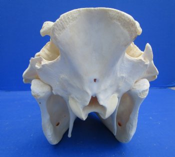 13 inches Authentic African Warthog Skull with 5-1/2 inches Tusks for $124.99