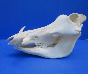 13 inches Authentic African Warthog Skull with 5-1/2 inches Tusks for $124.99