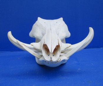 12 inches Authentic African Warthog Skull with 5 inches Tusks <font color=red> Grade B</font> - Buy for $99.99