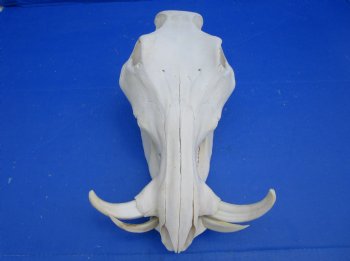 12 inches Authentic African Warthog Skull with 5 inches Tusks <font color=red> Grade B</font> - Buy for $99.99