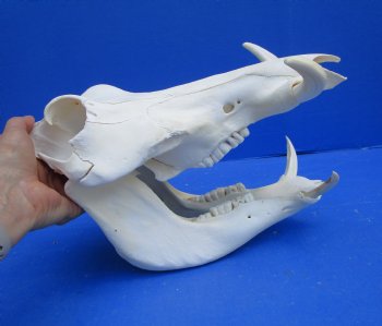 12 inches Authentic African Warthog Skull with 5 inches Tusks <font color=red> Grade B</font> - Buy for $99.99
