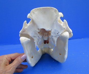 12 inches Authentic African Warthog Skull with 5 inches Tusks <font color=red> Grade B</font> - Buy for $99.99