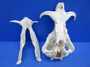 12 inches Authentic African Warthog Skull with 5 inches Tusks <font color=red> Grade B</font> - Buy for $99.99