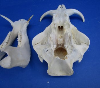 12 inches Authentic African Warthog Skull with 5 inches Tusks <font color=red> Grade B</font> - Buy for $99.99