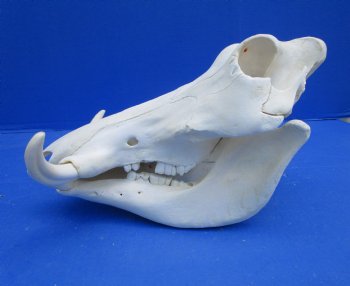 12 inches Authentic African Warthog Skull with 5 inches Tusks <font color=red> Grade B</font> - Buy for $99.99