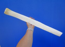 24-1/2 inches African Giraffe Rib Bone for Crafts - Buy for $64.99