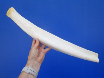 24-1/2 inches African Giraffe Rib Bone for Crafts - Buy for $64.99