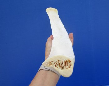 24-1/2 inches African Giraffe Rib Bone for Crafts - Buy for $64.99