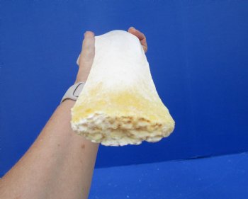 24-1/2 inches African Giraffe Rib Bone for Crafts - Buy for $64.99
