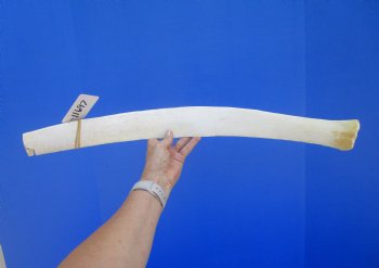 25 inches Authentic African Giraffe Rib Bone for Crafts - Buy for $64.99
