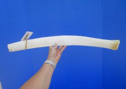 25 inches Authentic African Giraffe Rib Bone for Crafts - Buy for $64.99