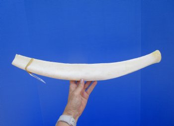 25 inches Authentic African Giraffe Rib Bone for Crafts - Buy for $64.99