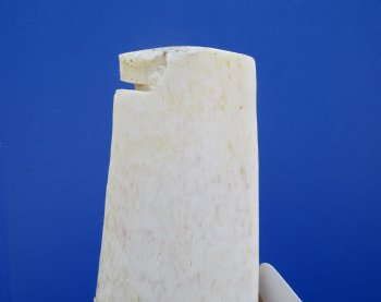 25 inches Authentic African Giraffe Rib Bone for Crafts - Buy for $64.99