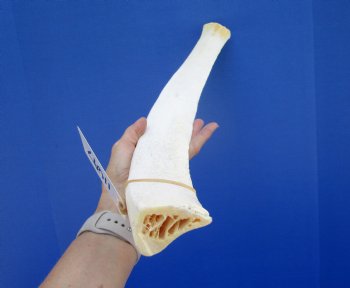 25 inches Authentic African Giraffe Rib Bone for Crafts - Buy for $64.99