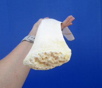 25 inches Authentic African Giraffe Rib Bone for Crafts - Buy for $64.99