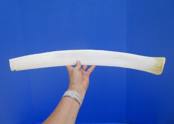 22-1/4 inches African Giraffe Rib Bone for Crafts - Buy for $64.99