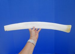 22-1/4 inches African Giraffe Rib Bone for Crafts - Buy for $64.99