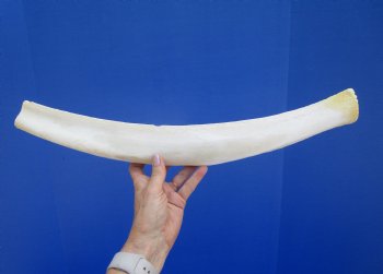 22-1/4 inches African Giraffe Rib Bone for Crafts - Buy for $64.99