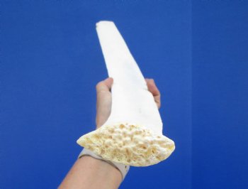 22-1/4 inches African Giraffe Rib Bone for Crafts - Buy for $64.99