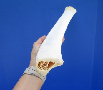 22-1/4 inches African Giraffe Rib Bone for Crafts - Buy for $64.99